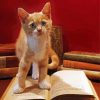 Literature Kitten Paint By Number