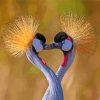 Lovely Grey Crowned Crane Paint By Number