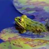 Marsh Frog On Leaf Paint By Number