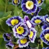 Primula Auricula Flowers Paint By Number