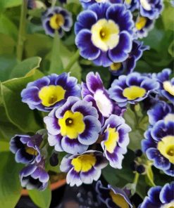 Primula Auricula Flowers Paint By Number