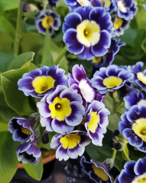 Primula Auricula Flowers Paint By Number