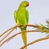 Rose Ringed Parakeet On Branch Paint By Number