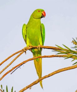 Rose Ringed Parakeet On Branch Paint By Number