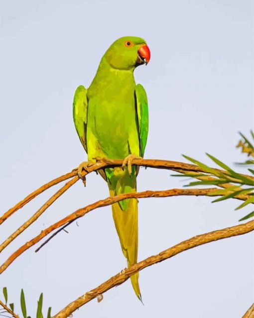 Rose Ringed Parakeet On Branch Paint By Number