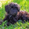 Black Schnoodle Puppy Paint By Number