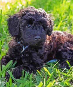 Black Schnoodle Puppy Paint By Number