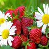 Strawberry Fruits And Daisies Paint By Number