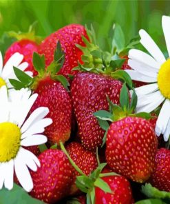 Strawberry Fruits And Daisies Paint By Number