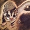 Sugar Glider Art Paint By Number