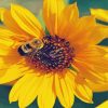 Sunflower And Bee Paint By Number