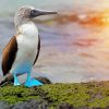 The Blue Footed Booby Paint By Number