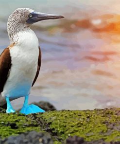 The Blue Footed Booby Paint By Number