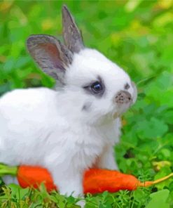 Aesthetic Baby Rabbit Paint By Number