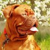 Bordeaux Mastiff Puppy Paint By Number