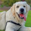 Aesthetic English Golden Retriever Paint By Number