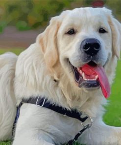 Aesthetic English Golden Retriever Paint By Number