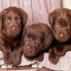 Brown English Labradors Paint By Number