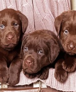 Brown English Labradors Paint By Number