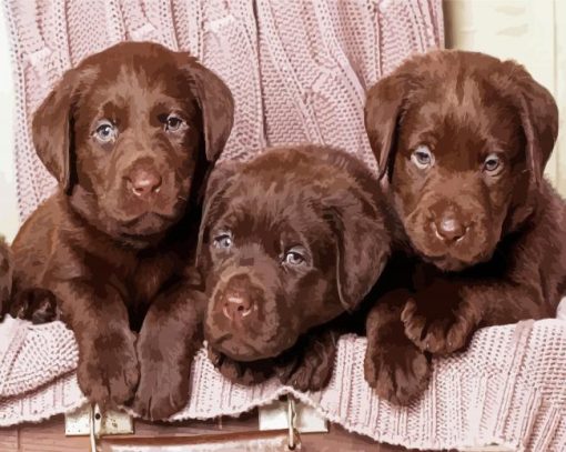 Brown English Labradors Paint By Number