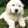 Cute White Retriever Puppy Paint By Number