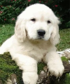 Cute White Retriever Puppy Paint By Number