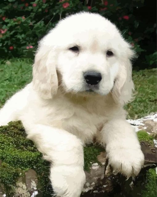 Cute White Retriever Puppy Paint By Number