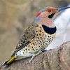 Cute Northern Flicker Paint By Number