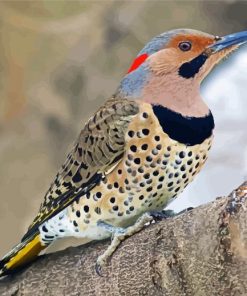 Cute Northern Flicker Paint By Number