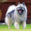 Adorable Keeshond Dog Paint By Number