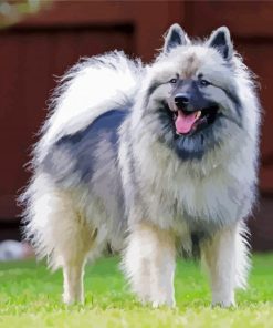 Adorable Keeshond Dog Paint By Number