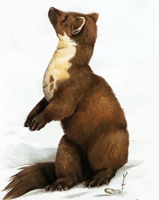 Adorable Marten Animal Paint By Number