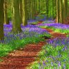 Path Through Bluebell Wood Paint By Number