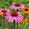 Pink Echinacea Paint By Number