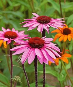 Pink Echinacea Paint By Number