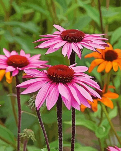 Pink Echinacea Paint By Number