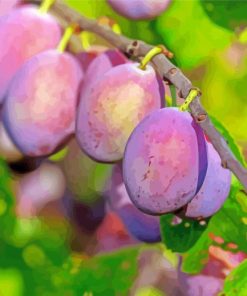 Plums Fruit Tree Paint By Number