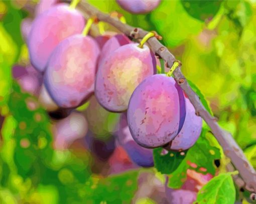 Plums Fruit Tree Paint By Number