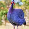 Purple Guineafowls Paint By Number