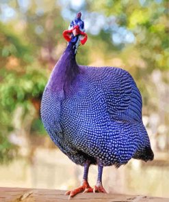 Purple Guineafowls Paint By Number