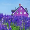 Purple Cottage And Lavender Paint By Number