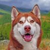 Red And White Husky Paint By Number