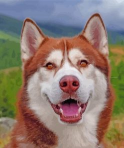 Red And White Husky Paint By Number