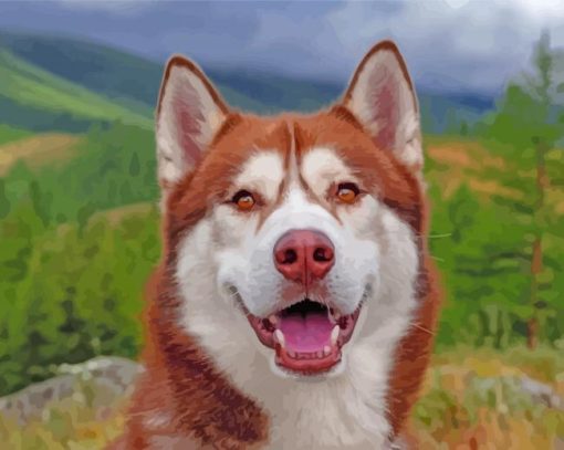 Red And White Husky Paint By Number