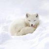 Sleepy Baby Arctic Fox Paint By Number