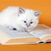 White Cat With Book Paint By Number