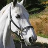 White Dressage Horse Paint By Number