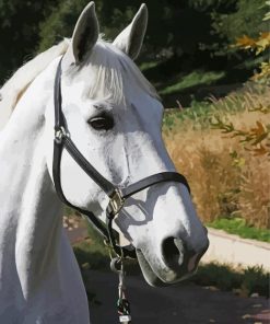 White Dressage Horse Paint By Number