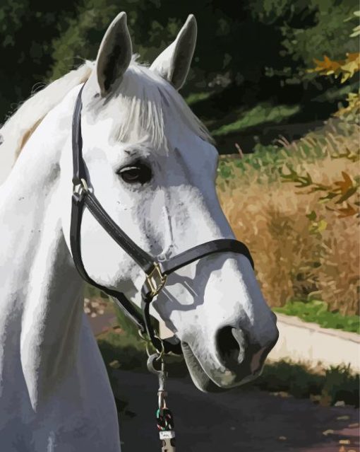 White Dressage Horse Paint By Number