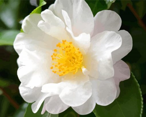 White Camellia Rose Paint By Number